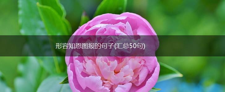形容知恩图报的句子(汇总50句),第1张