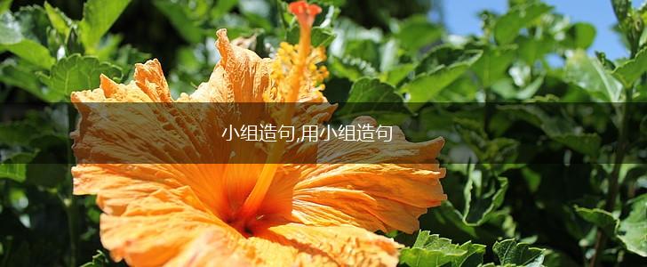 小组造句,用小组造句,第1张 小组造句,用小组造句,第1张