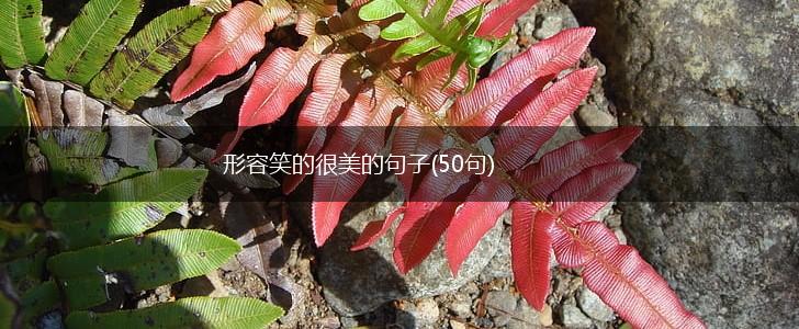 形容笑的很美的句子(50句),第1张
