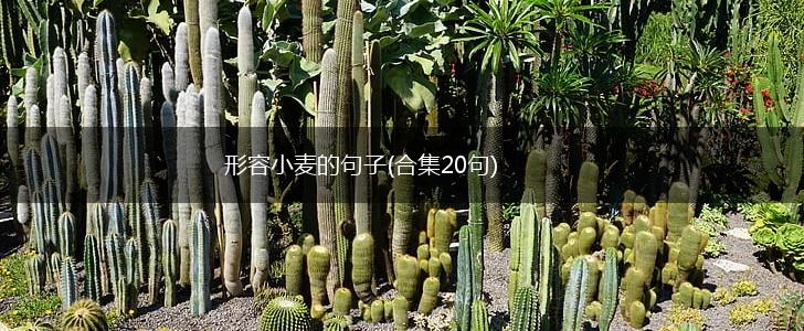 形容小麦的句子(合集20句),第1张