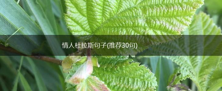 情人杜拉斯句子(推荐30句),第1张