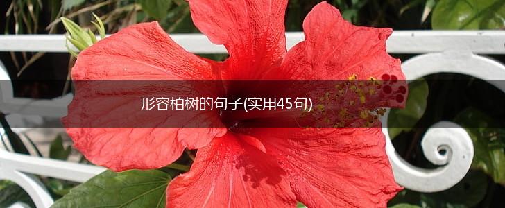 形容柏树的句子(实用45句),第1张
