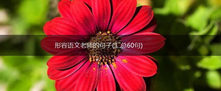 形容语文老师的句子(汇总60句),第1张