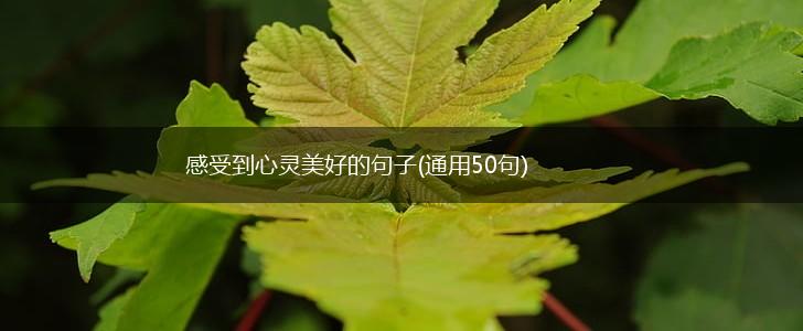 感受到心灵美好的句子(通用50句),第1张