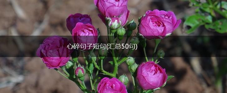 心碎句子短句(汇总50句),第1张