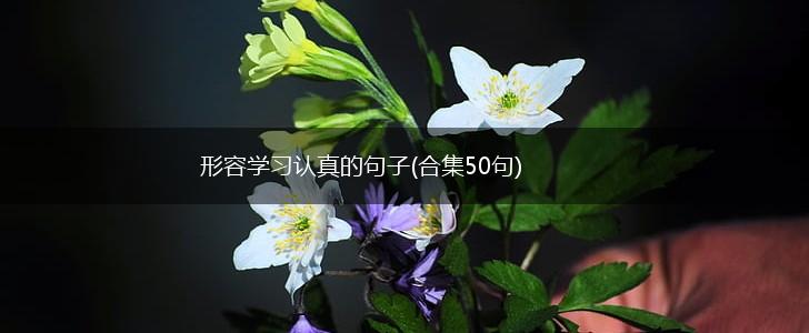 形容学习认真的句子(合集50句),第1张