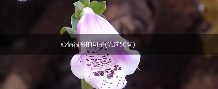 心情很丧的句子(优选50句),第1张