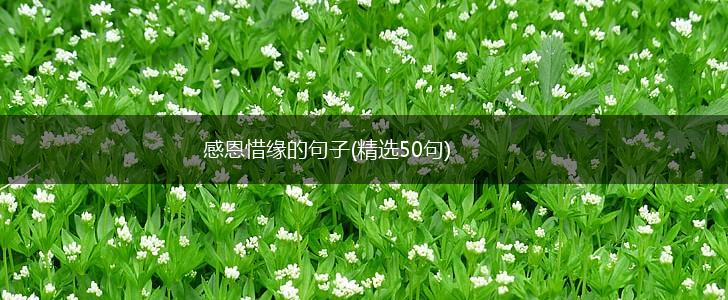 感恩惜缘的句子(精选50句),第1张