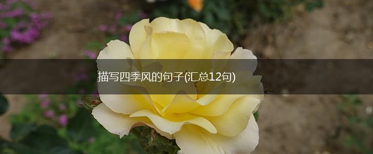 描写四季风的句子(汇总12句),第1张