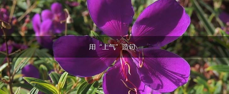 用“上气”造句,第1张