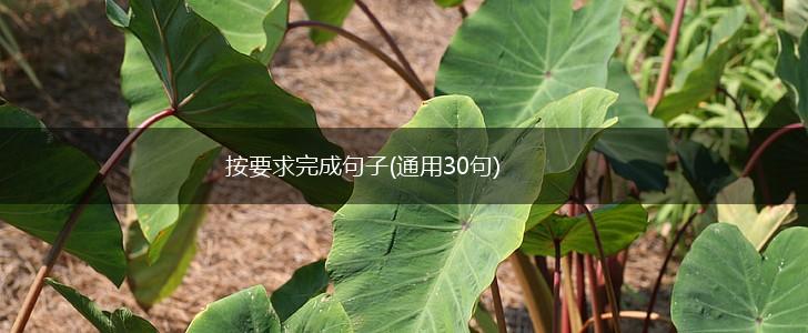按要求完成句子(通用30句),第1张