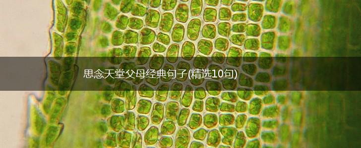 思念天堂父母经典句子(精选10句),第1张