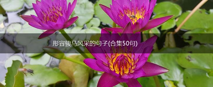形容骏马风采的句子(合集50句),第1张