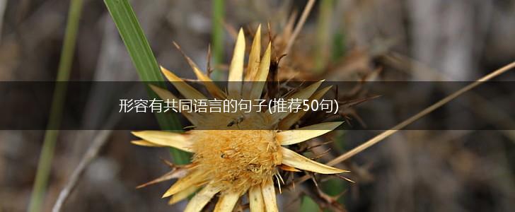 形容有共同语言的句子(推荐50句),第1张