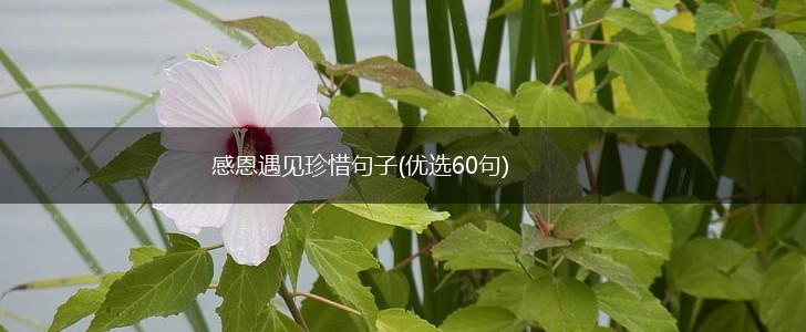 感恩遇见珍惜句子(优选60句),第1张