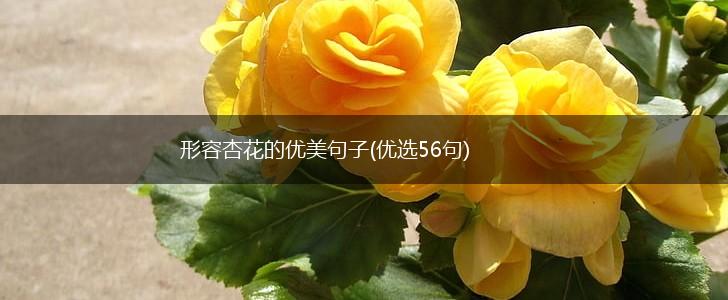形容杏花的优美句子(优选56句),第1张