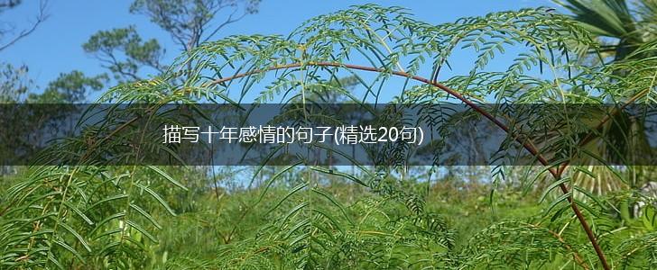 描写十年感情的句子(精选20句),第1张