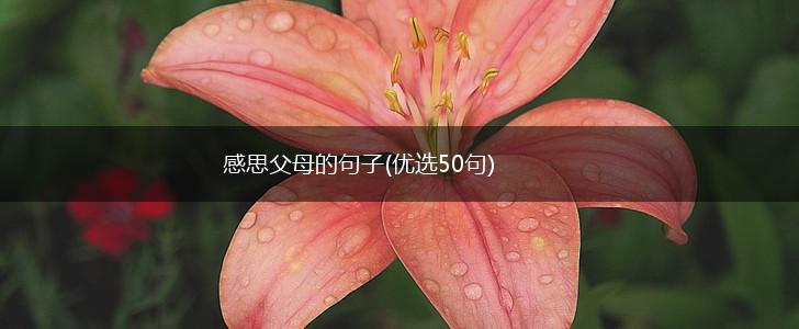 感思父母的句子(优选50句),第1张