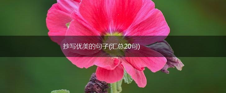 抄写优美的句子(汇总20句),第1张
