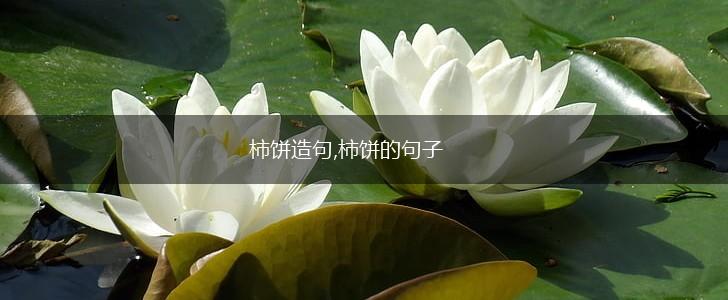 柿饼造句,柿饼的句子,第1张