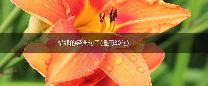 惜缘的经典句子(通用30句),第1张