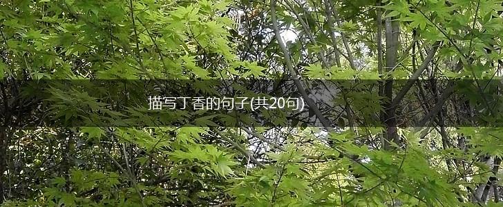 描写丁香的句子(共20句),第1张
