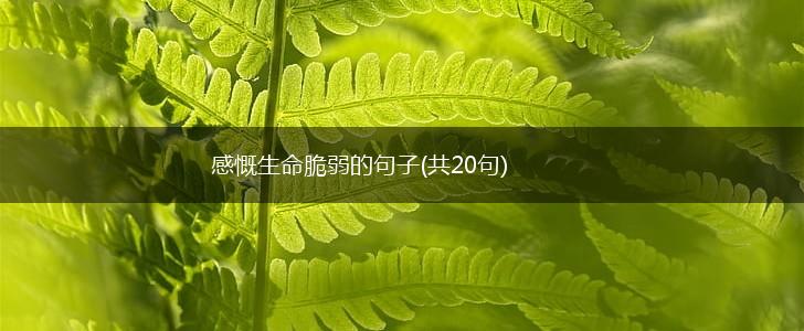 感慨生命脆弱的句子(共20句),第1张