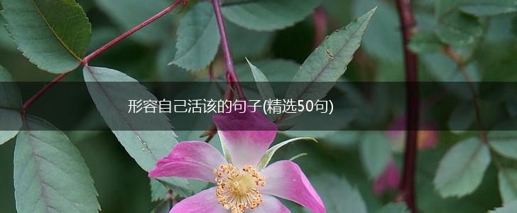 形容自己活该的句子(精选50句),第1张