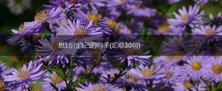 想封闭自己的句子(汇总30句),第1张