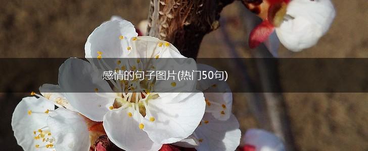 感情的句子图片(热门50句),第1张