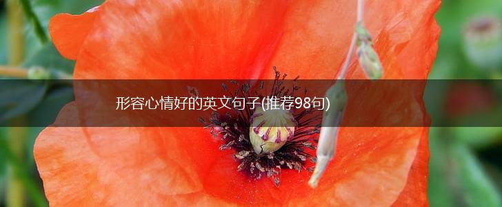 形容心情好的英文句子(推荐98句),第1张