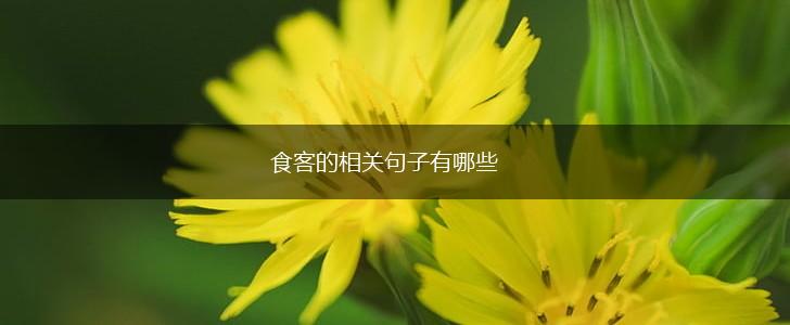 食客的相关句子有哪些,第1张 食客的相关句子有哪些,第1张