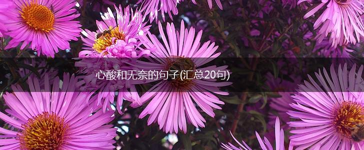 心酸和无奈的句子(汇总20句),第1张