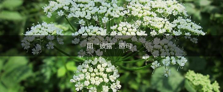 用“披露”造句,第1张 用“披露”造句,第1张
