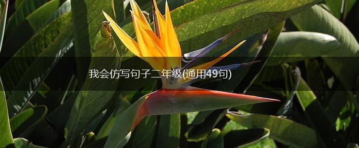 我会仿写句子二年级(通用49句),第1张