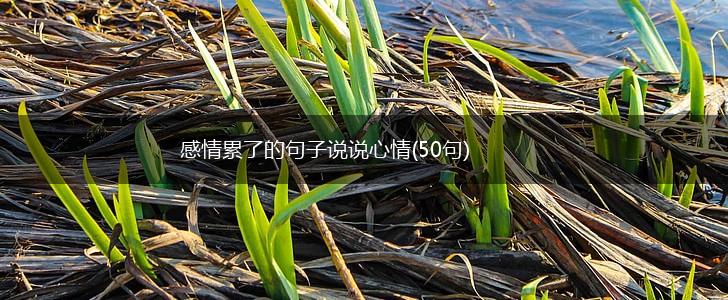 感情累了的句子说说心情(50句),第1张