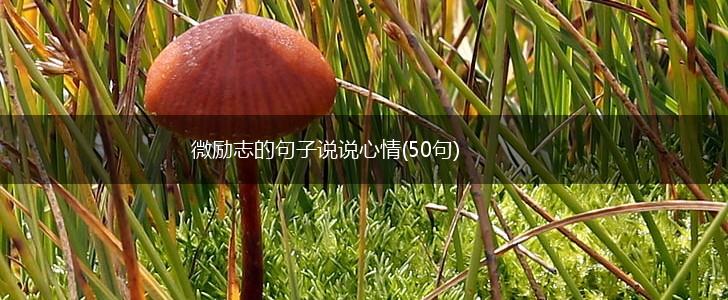 微励志的句子说说心情(50句),第1张