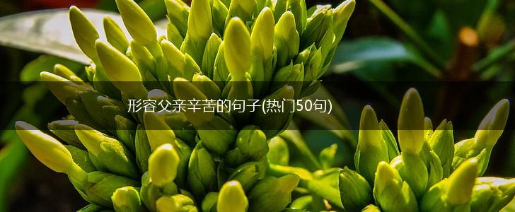 形容父亲辛苦的句子(热门50句),第1张