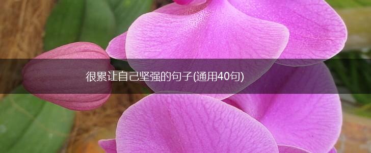 很累让自己坚强的句子(通用40句),第1张
