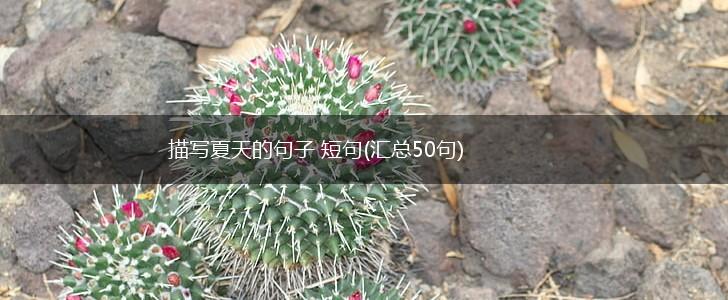 描写夏天的句子 短句(汇总50句),第1张