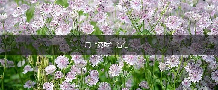用“竟敢”造句,第1张 用“竟敢”造句,第1张