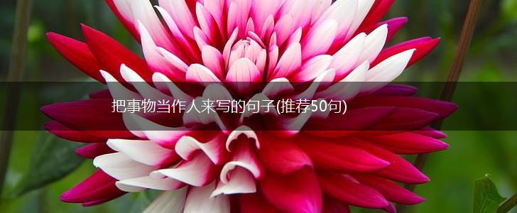 把事物当作人来写的句子(推荐50句),第1张