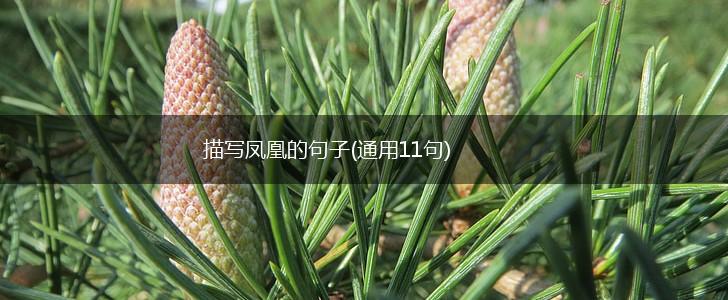 描写凤凰的句子(通用11句),第1张