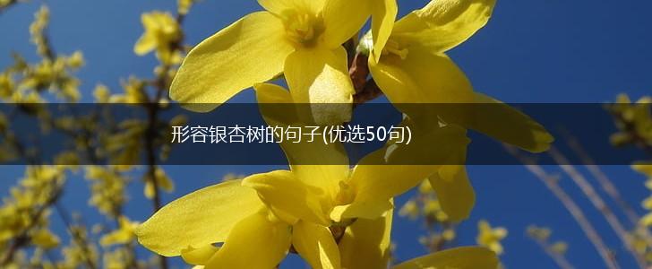 形容银杏树的句子(优选50句),第1张