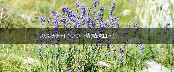 思念秋天句子说说心情(精选11句),第1张