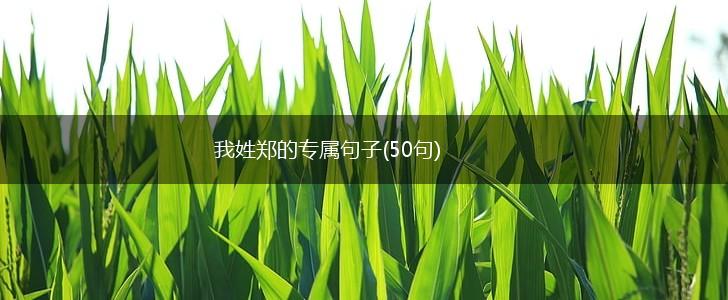 我姓郑的专属句子(50句),第1张