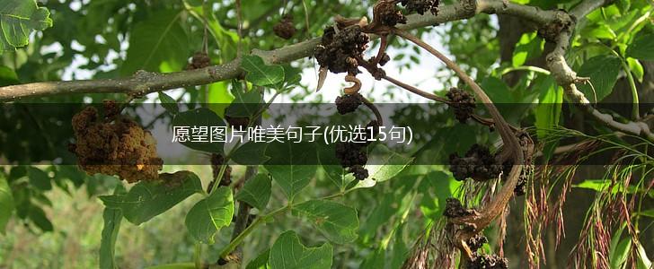 愿望图片唯美句子(优选15句),第1张