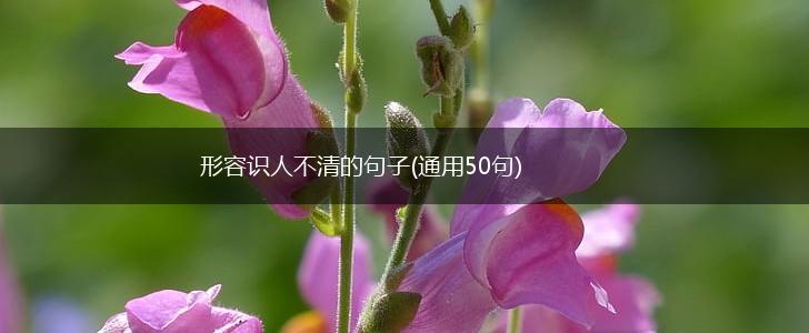 形容识人不清的句子(通用50句),第1张