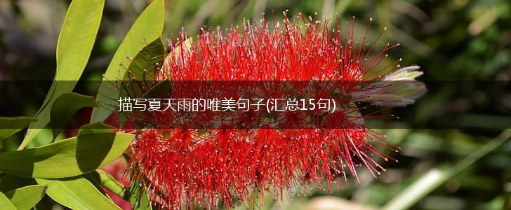 描写夏天雨的唯美句子(汇总15句),第1张