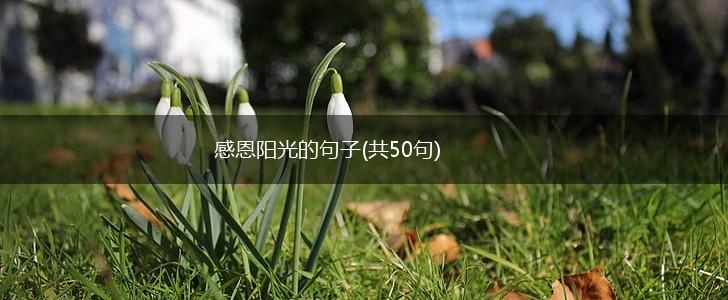 感恩阳光的句子(共50句),第1张